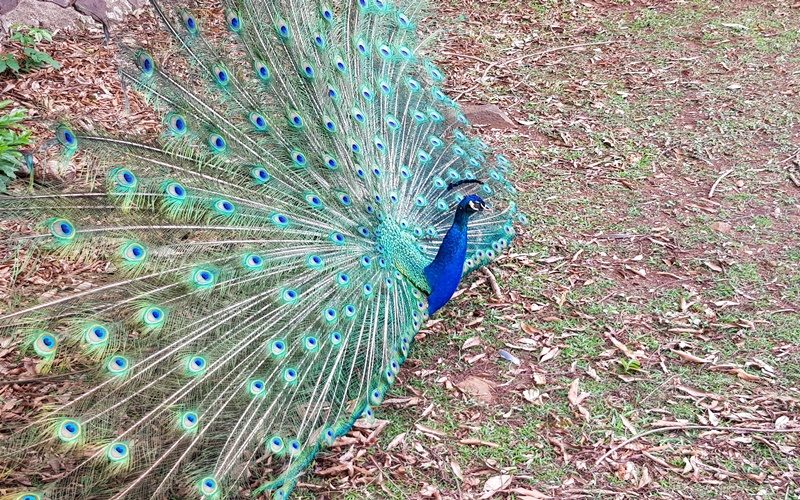 parqueinga032